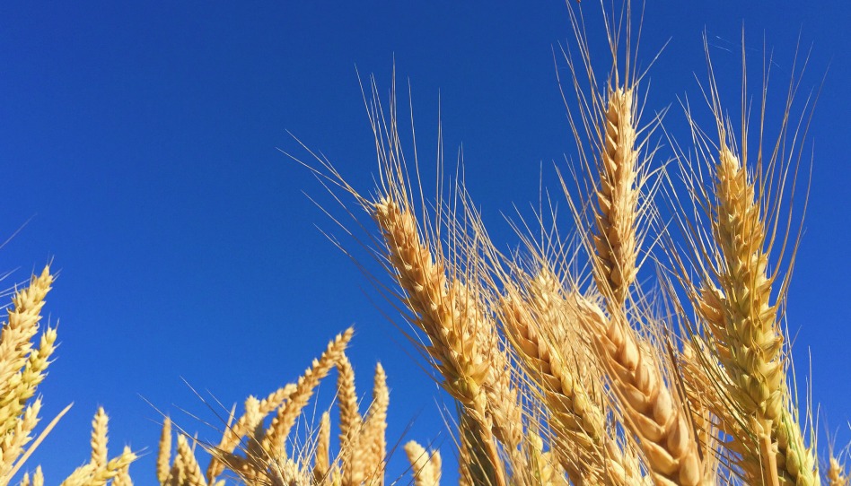 Le blé est-il toujours bon pour l’homme?