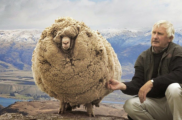 L’histoire de Shrek le mouton: secourir la brebis perdue