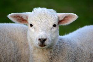 l'agneau est un des symboles de Pâques