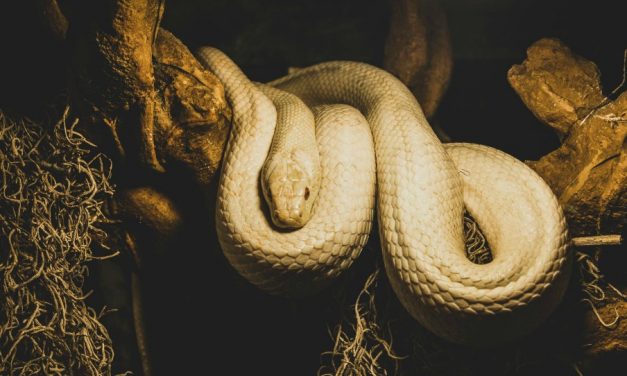 Satan a-t-il vraiment pris la forme d’un serpent pour tromper Eve ?