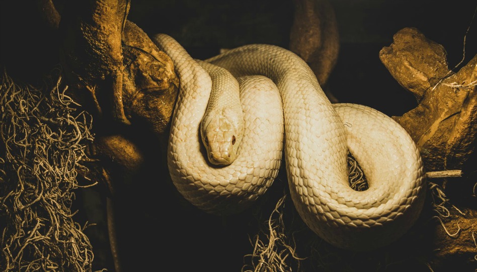 Satan a-t-il vraiment pris la forme d’un serpent pour tromper Eve ?